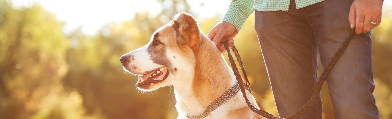 dog with owner