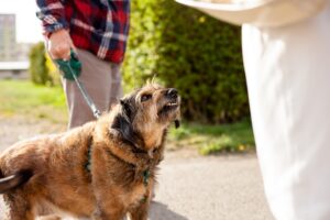 Overprotective dog barking at stranger passing.